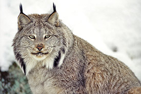 Canada lynx (Photo by Shutterstock)