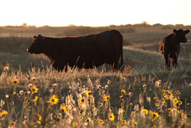 Bétail dans la prairie, Sask. (Photo de Tamara Carter)