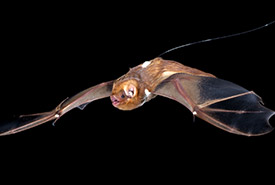 Eastern red bat, Qc (Photo by Brock Fenton)