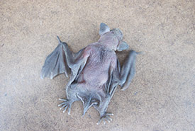 Baby bat, Qc (Photo by Marie-Claude Benoit)