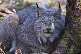 Endangered Canada lynx (Photo by Mike Dembeck)