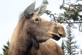 Endangered Nova Scotia Mainland Moose (Photo by Mike Dembeck)