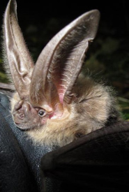 Townsend's big-eared bat (Photo by Cori Lausen)