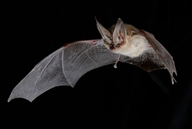 Townsend's big-eared bat (Photo by Brock Fenton)