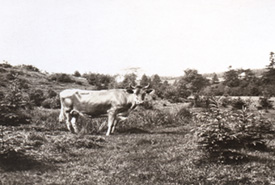 Cow at McClures Brook, Nova Scotia (Photo provided by Norman Layton)