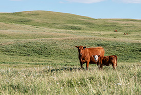 Range health assessments help determine how many cattle can graze an area sustainably. (Photo by Leta Pezderic / NCC Staff)
