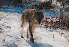 Coyote (Photo de mateoz19556)