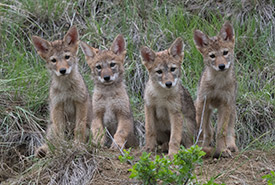 Coyote pups (Photo by Jason Bantle)