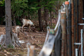 Three pregnant mountain caribou safe inside the Revelstoke maternity pen. (Photo by Dave Moskowitz)