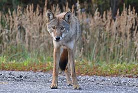 Eastern wolf (Photo by Rebecca Rogge, iNaturalist)