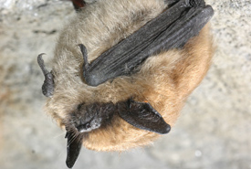 Eastern small-footed bat (Photo by USFWS/Wikimedia Commons)