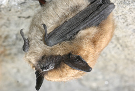 Chauve-souris pygmée de l'Est (Photo du USFWS/Wikimedia Commons)