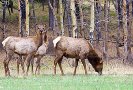 Elk, AB (photo by NCC)