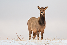 Many elk rely on grasslands in the winter (Photo by Leta Pezderic / NCC Staff)