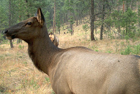 Elk at Kootenay River Ranch (Photo by NCC)