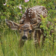 Fawn (Photo by NCC)