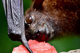 Fruit bat (photo by Karl Roby)