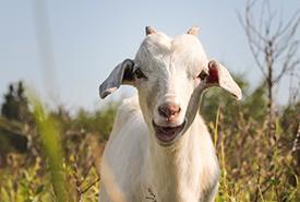 Chèvre gourmande (Photo de CNC)