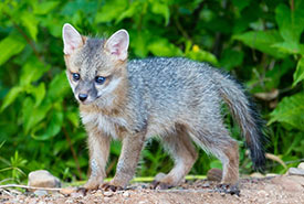 Gray fox pup (Photo by Ken Canning)