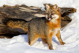 Renard gris (Photo de Ken Canning)