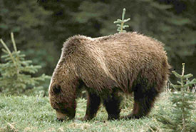 Grizzly bear, AB (Photo by Mike Gibeau)