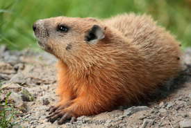 Groundhog (Photo by Cephas/Wikimedia Commons) 