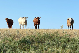 Cattle on Jackson Pipestone (Photo by NCC Staff)