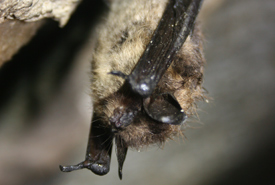 Little brown bat (Photo by Ann Froschauer, USFWS/Wikimedia Commons)