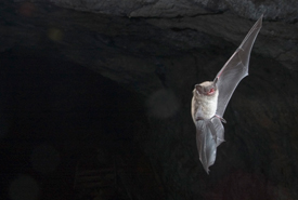 Little brown myotis (Photo by Brock Fenton) 