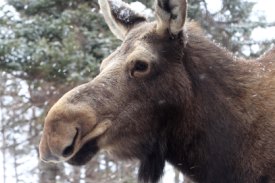 Moose in Cookville, NB (Photo by Mike Dembeck)