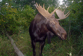 Moose at Moose Pasture (Photo by Heather Proctor)