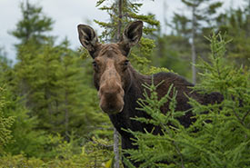 Moose at Escuminac, NB (Photo by Courtney Cameron/NCC) 