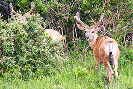 Mule Deer bucks on The Yarrow (Photo by Sean Feagan / NCC Staff)