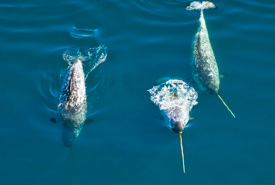 Narwhals (Photo by Mario Cyr)