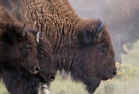 Bison at Old Man On His Back, SK (Photo by Gail Chin)