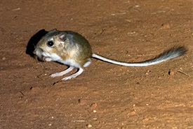 Ord's kangaroo rat (Photo by Joshua Wade Covill, CC-BY-NC)