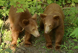 Ours noirs de couleur cannelle, Kenauk (Seigneurie Papineau) (Photo de Kenauk Nature)