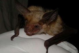 Chauve-souris blonde (Photo de Mike Sarell)