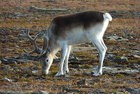 Caribou de Peary (Photo d'Émilie Desjardins, CC-BY-NC)