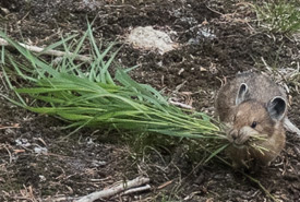 Pika exhibiting haying behaviour (Photo by Chris Canipe/iNaturalist)