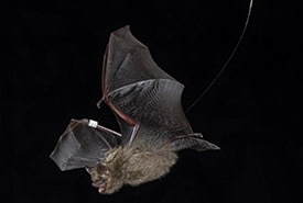 Tricolored bat,Qc (Photo by Brock Fenton)