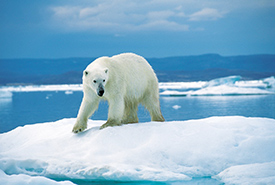 Polar bear (Photo by Ansgar Walk)