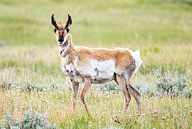 Pronghorn (Photo by Leta Pezderic/NCC staff)