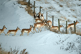Antilopes d'Amérique franchissant une clôture (Photo de Leta Pezderic/CNC)