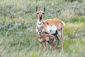 Antilope d'Amérique et son petit  (Photo de Leta Pezderic/CNC)