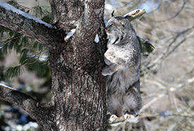 Canada lynx (Photo by Mike Dembeck)