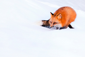 Renard roux (Photo de Alex Badyaev)