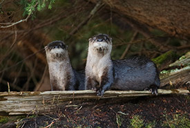 Loutres de rivière (Photo de Dreamstime)