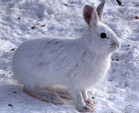 Snowshoe hare, also called varying hare. (Photo by D. Gordon E. Robertson/Wikimedia Commons)