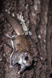 Southern flying squirrel, ON (Photo by Judy Frederick)